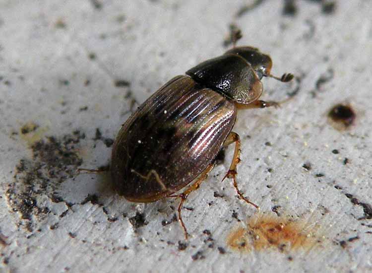 altro Volinus sticticus (Aphodiidae)